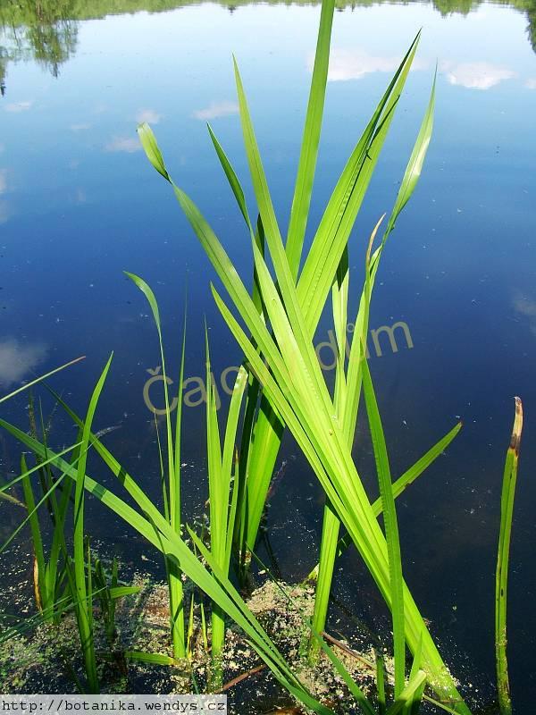 Puškvorec neloupaný kořen řezaný